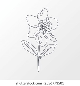 One Continuous Line of a Simple Daffodil Flower with Leaves. Hand drawn spring herbs and plants. Abstract floral sketch in one continuous line drawing. Perfect as a logo, tattoo, greeting cards