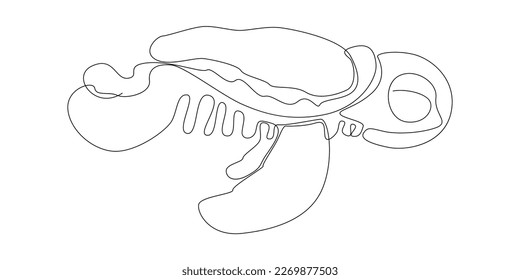 One continuous line of Turtle. Thin Line Illustration vector concept. Contour Drawing Creative ideas.