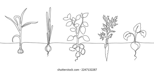 One continuous line vegetable row. Hand drawn growing root crops, organic garlic, onion, potato and carrot veggies vector Illustration. Homegrown ripe food, gardening outline drawing