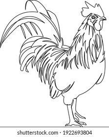 One continuous single drawing line art flat doodle rooster, animal, bird, chicken, nature. Isolated image hand draw contour on a white background
