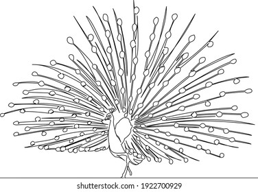 One continuous single drawing line art flat doodle feather, peacock, bird, beautiful, animal. Isolated image hand draw contour on a white background
