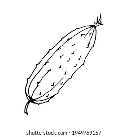 Un pepino sobre un fondo blanco, doodle.El pepino vectorial puede ser utilizado en diseños culinarios, textiles, páginas de colores y menús.
