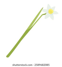 one daffodil flower on white background