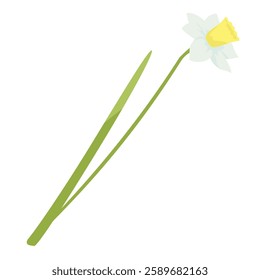 one daffodil flower on white background