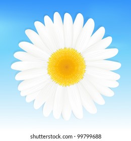 One Daisy Against Blue Sky, Vector Illustration