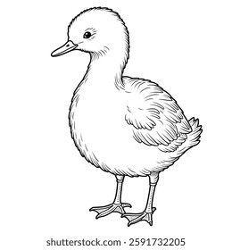 One of the domesticated birds is the duck which is a beautiful animal