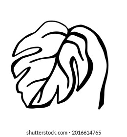 Un doodle de monastera de hojas tropicales sobre fondo blanco está aislado