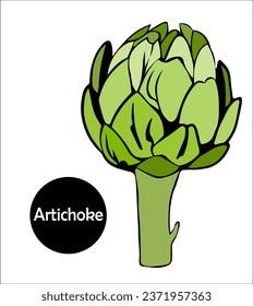 One edible bud with artichoke petals is cut in half. useful plant for healthy diet. vector doodle illustration.