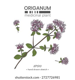 Um elemento da planta orégano, especiarias aromáticas e planta medicinal. Desenho de linha desenhado à mão. Ilustração vetorial