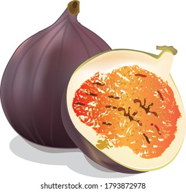 One fig a haif illustration vector
