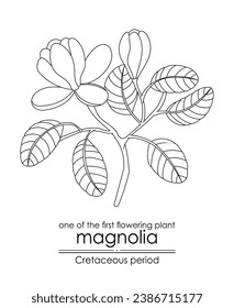 One of the first flowering plant on Earth - Magnolia, evolved during the Cretaceous period. Black and white line art, perfect for coloring and educational purposes.