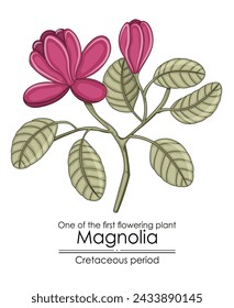 One of the first flowering plant on Earth - Magnolia, evolved during the Cretaceous period. 