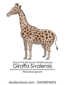One of The first known Giraffa species Giraffa Sivalensis from Pliocene epoch.
