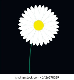 One flat chamomile flower. Isolated on black. Simple design
