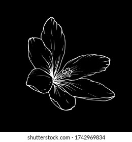Un crocus floral se cierra con la mano dibujado con tiza en la pizarra. Borde blanco sobre fondo negro. Ilustración de material vectorial.