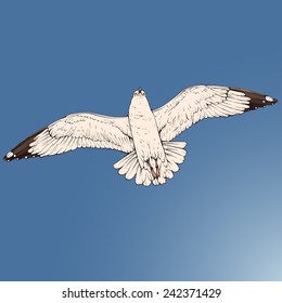One flying seagull colored vector figure isolated on white background
