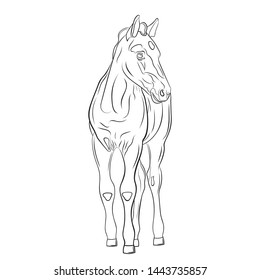 One foal is isolated on white background, line art