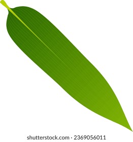 One fresh green sasa leaf