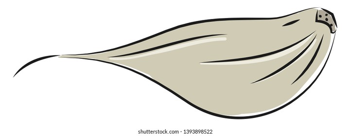 Ilustración vectorial de clavo de ajo