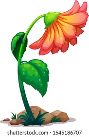 Eine Gänseblume auf weißem Hintergrund, Vektorgrafik