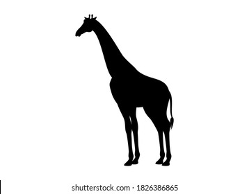One giraffe black silhouette icon vector. Giraffe icon isolated on a white background. Giraffe icon vector. Animal of the African continent