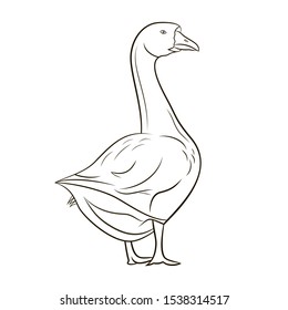One goose is isolated on white background, line art.