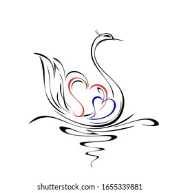 one graceful Swan with two hearts floats on the water