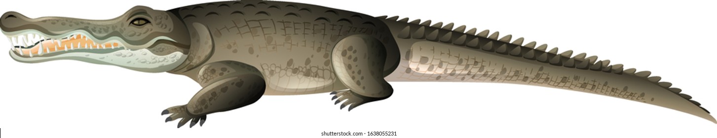Ein graues Krokodil auf weißem Hintergrund, Vektorgrafik