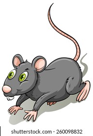 One gray rat on a  white backgroun