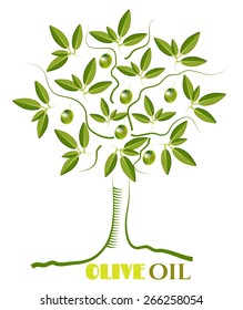 One green, isolated, olive tree with twigs with leaves and olives
