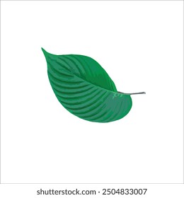 one green leaf isolated on a white background, vector leaves, vector illustration. 