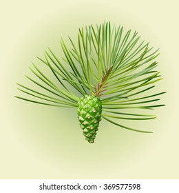 One green pine cone on the green pine branch with a lightly green background