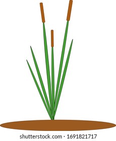One green reed Bush with brown inflorescence, single element for vector design