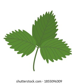 Una hoja de fresa verde sobre un fondo blanco. La hoja vectorial de color verde puede utilizarse para el diseño, las impresiones de verano, el embalaje, los marcos, las invitaciones, los manteles de aceite