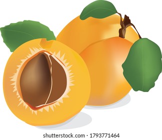 one and a half apricots illustration