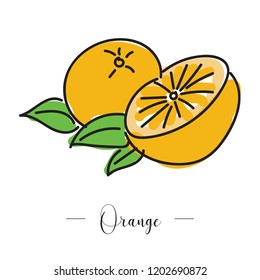 One half one full orange drawn with paint brush, vector concept design