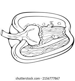 Ein halb liegender Paprika-Pfeffer. Vektorgrafiken in handgezeichneter Skizze-Doodle-Stil. Botanisches Essen der Linie, einzeln auf Weiß. Paprika-Gemüse in Nahaufnahme. Element zum Färben von Buch, Design, Druck