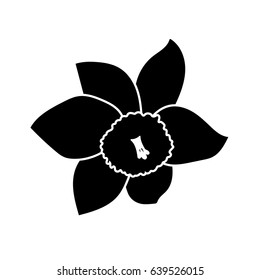 One hand drawn narcissus flowers. Elegant vintage card. Black flower and white stroke. Vector