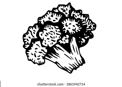 One hand-drawn broccoli design for greeting cards, posters, recipes, cooking design. Isolated on a white background. A drawn vector element. Black and white graphics