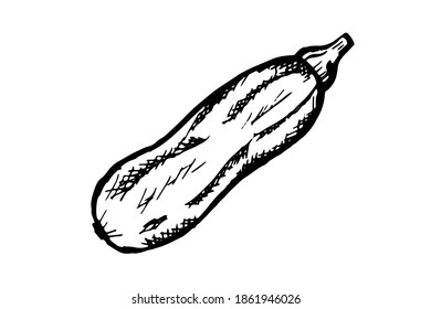 One hand-drawn zucchini design for greeting cards, posters, recipes, cooking design. Isolated on a white background. A drawn vector element. Black and white graphics
