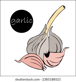 Ein Knoblauchkopf mit trockenem Stamm und Knoblauchzehe. Marktprodukt der Landwirte, Konzept der ordnungsgemäßen Lagerung von Knoblauch. Ernte Zeit.