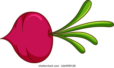 One head of radish on white background illustration