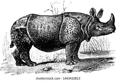 Ein Horned Rhinoceros, Vintage-Illustration.