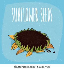 One huge whole ripe helianthus plant with small leaves, near seeds. Isolated blue background. Realistic hand draw style. Lettering inscription Sunflower seeds. Vector illustration