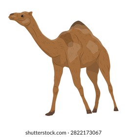 One humped Arabian camel Camelus dromedarius standing full body in side profile view vector illustration isolated