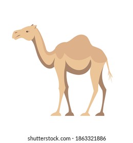 One humped camel animal of Australia in flat style isolated on white background. Stock vector illustration.