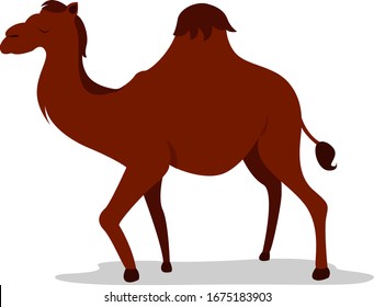 One humped camel, illustration, vector on white background.