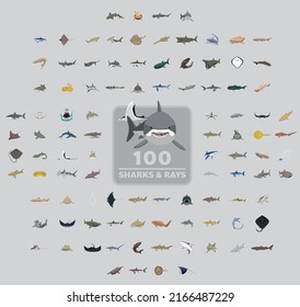 One Hundred Sharks and Rays Cartoon Vector Illustration Set