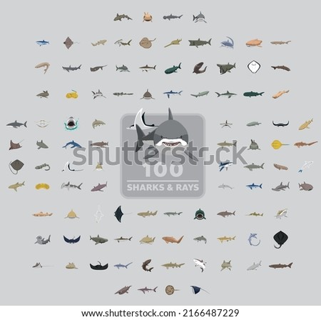 One Hundred Sharks and Rays Cartoon Vector Illustration Set