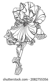 One iris flower on a white background drawing for a coloring book.